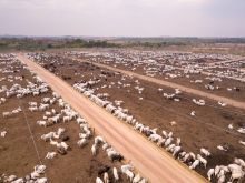 Field with cows in Brazil