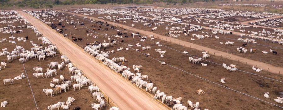 Field with cows in Brazil